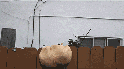 DZ3e.gif
